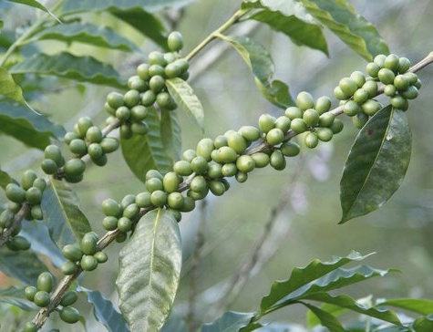 The Amazing Health Benefits of Green Coffee Bean Extract The Amazing Health Benefits of Green Coffee Bean Extract