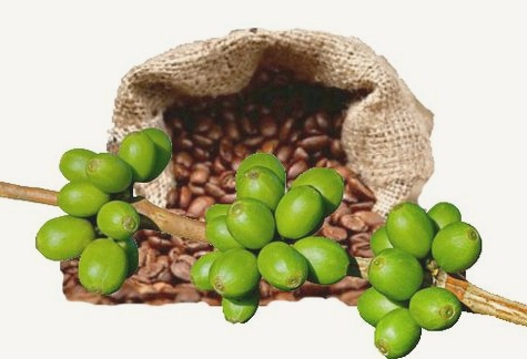 The Amazing Health Benefits of Green Coffee Bean Extract The Amazing Health Benefits of Green Coffee Bean Extract